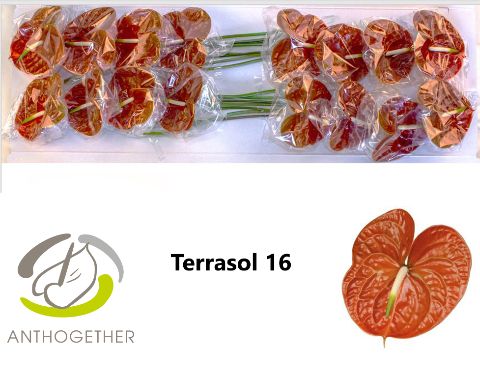 Срезанные цветы оптом Anthurium terrasol A от 10шт из Голландии с доставкой по России