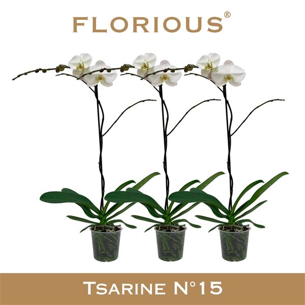 Горшечные цветы и растения оптом Phal 1st White 10+ (florious) от 7шт из Голландии с доставкой по России