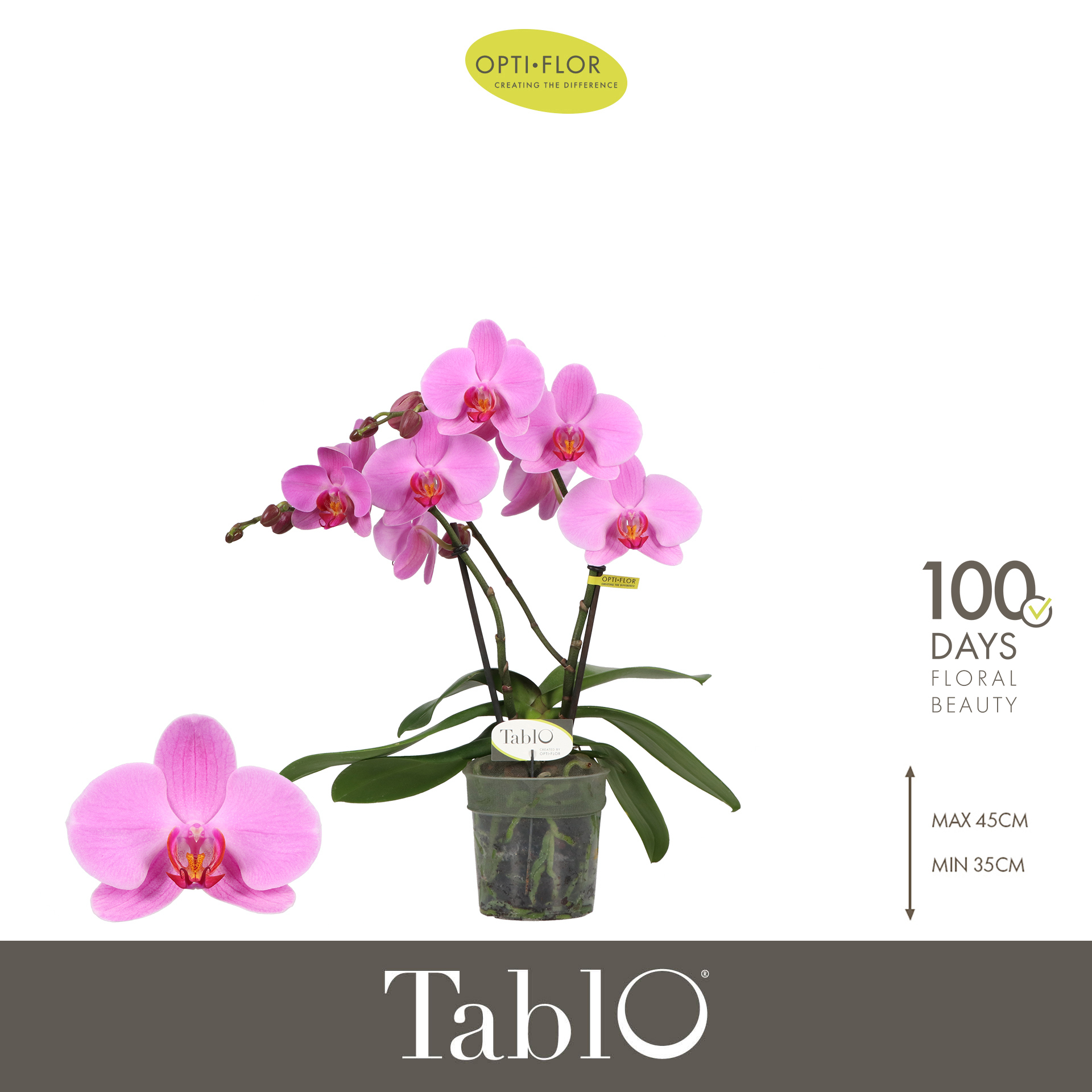 Горшечные цветы и растения оптом Phal 2st Tablo Pink Lady 25+ (opti) от 6шт из Голландии с доставкой по России