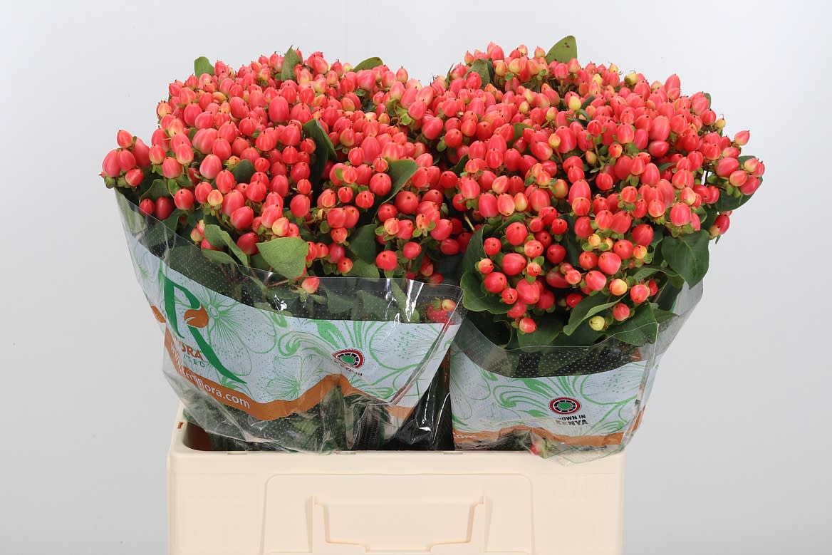 Срезанные цветы оптом Hypericum mag royal princess от 125шт из Голландии с доставкой по России