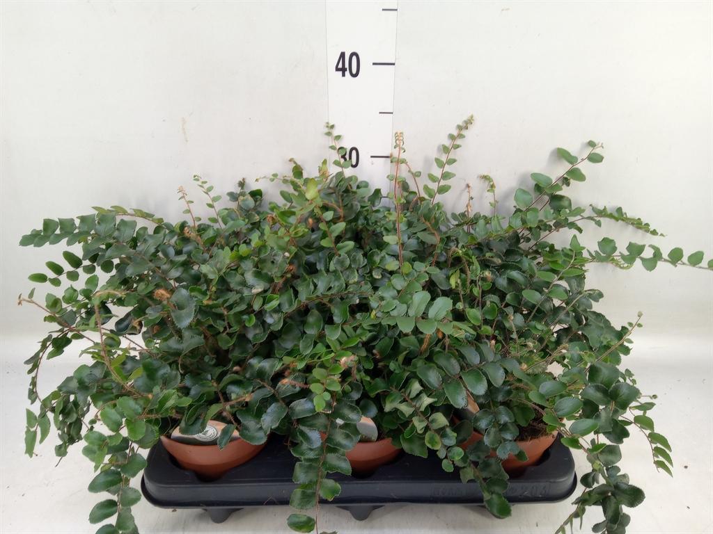 Горшечные цветы и растения оптом Pellaea Rotundifolia от 6шт из Голландии с доставкой по России