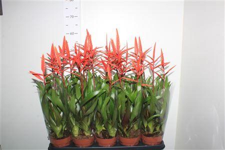 Горшечные цветы и растения оптом Vries Elan 3 Flower от 10шт из Голландии с доставкой по России