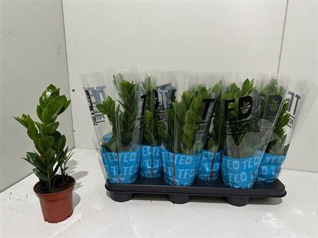 Горшечные цветы и растения оптом Zamioculcas 3+ от 12шт из Голландии с доставкой по России