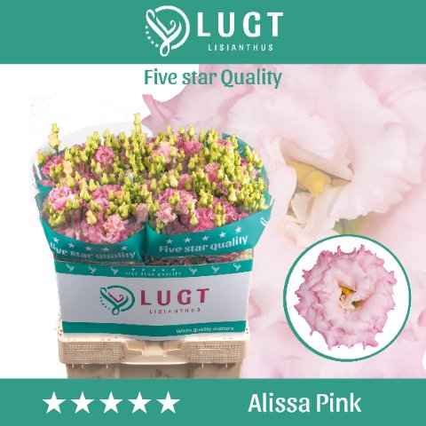 Срезанные цветы оптом Lisianthus do alissa pink от 140шт. из Голландии с доставкой по России