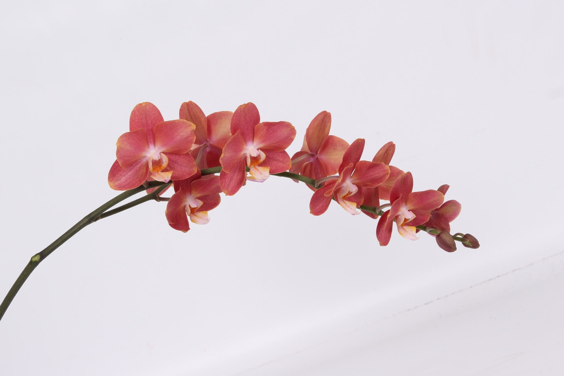Срезанные цветы оптом Phalaenopsis horizon (per stem) от 8шт из Голландии с доставкой по России