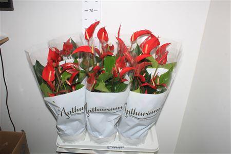 Горшечные цветы и растения оптом Anthu Banderola Roja 8-10 Bloemen+ A от 6шт из Голландии с доставкой по России