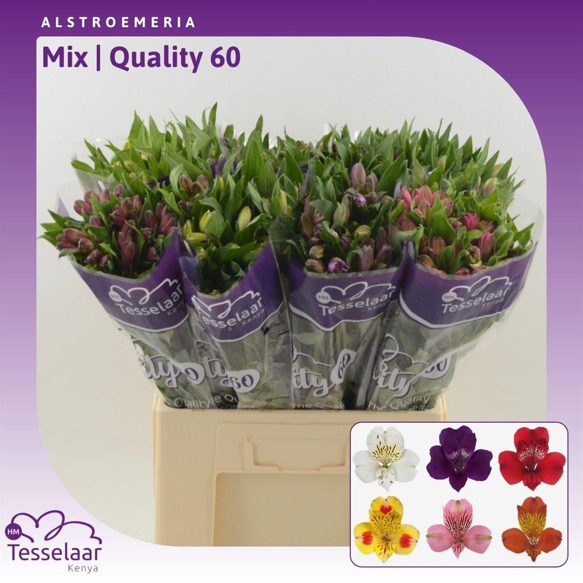 Срезанные цветы оптом Alstroemeria mix in bucket от 80шт из Голландии с доставкой по России