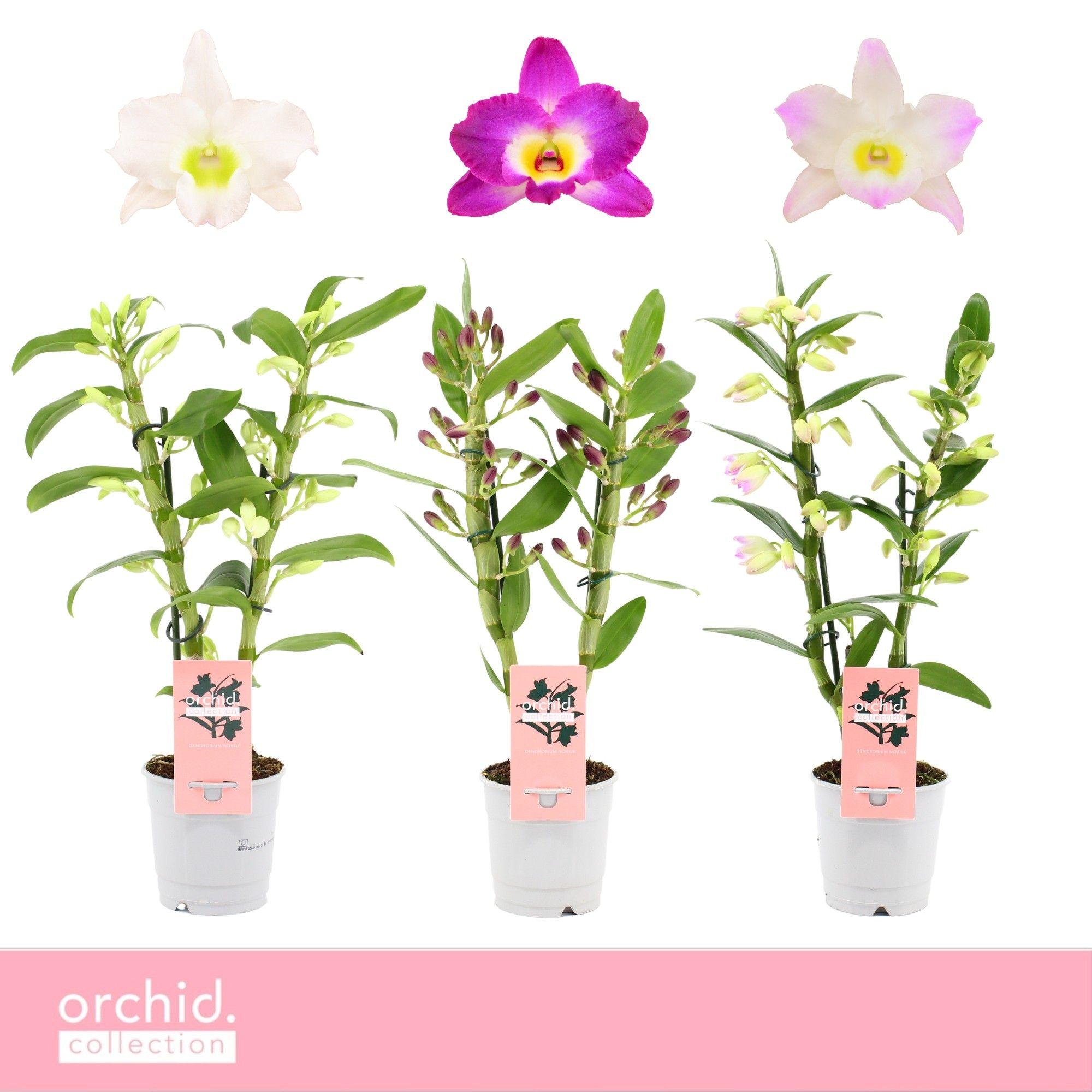 Горшечные цветы и растения оптом Dendr Nob 2st Mix Compact Orchid Collection от 10шт из Голландии с доставкой по России