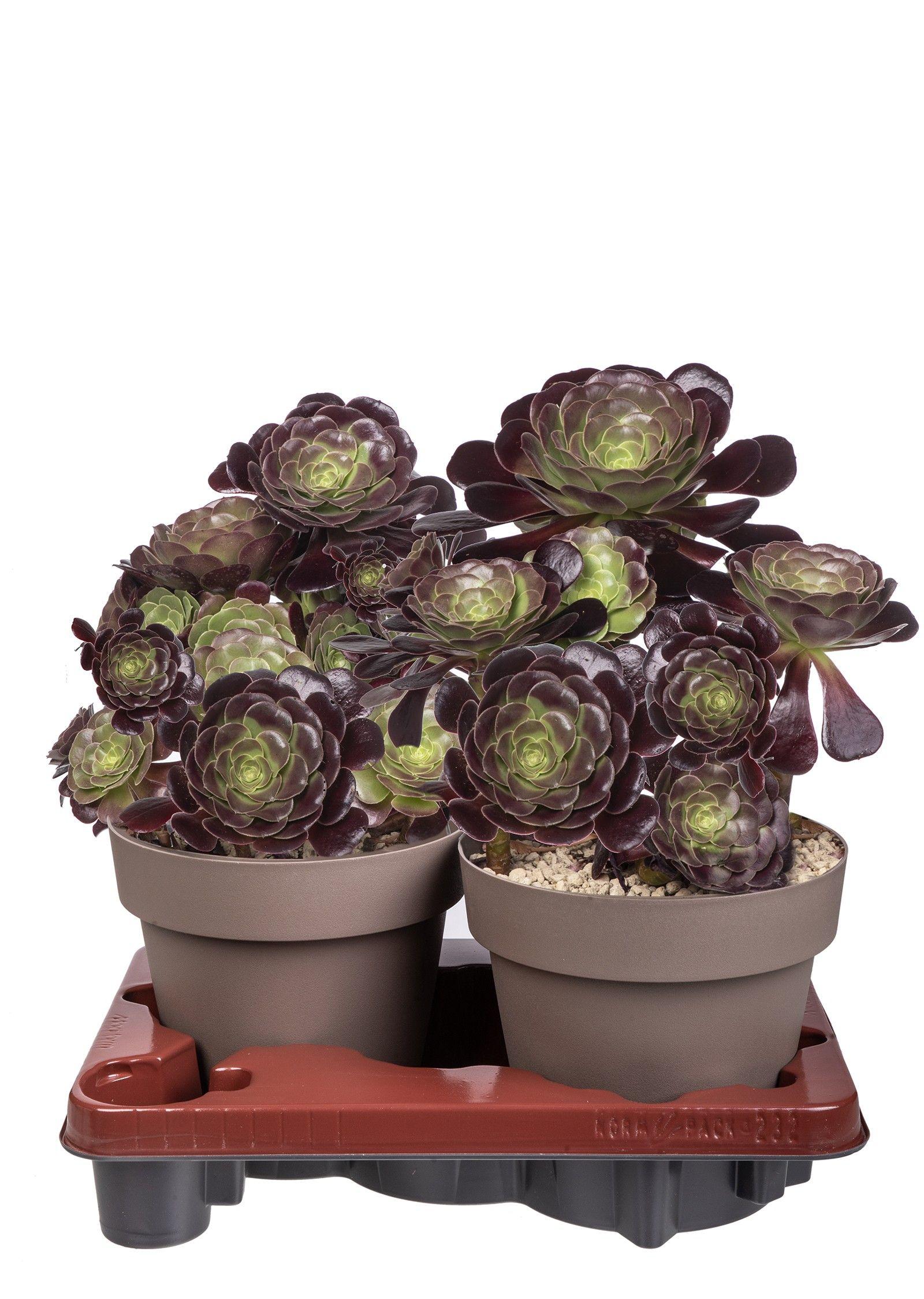Горшечные цветы и растения оптом Aeonium Arboreum от 2шт из Голландии с доставкой по России
