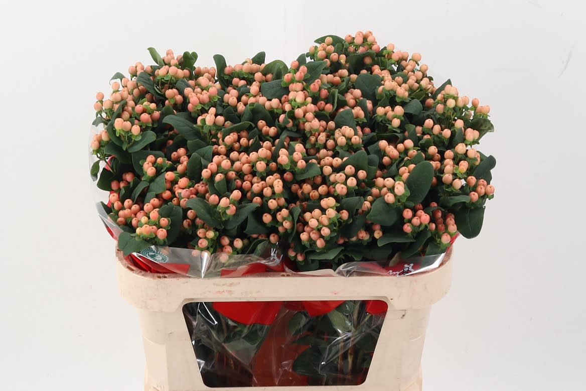 Срезанные цветы оптом Hypericum mellow romance от 50шт из Голландии с доставкой по России