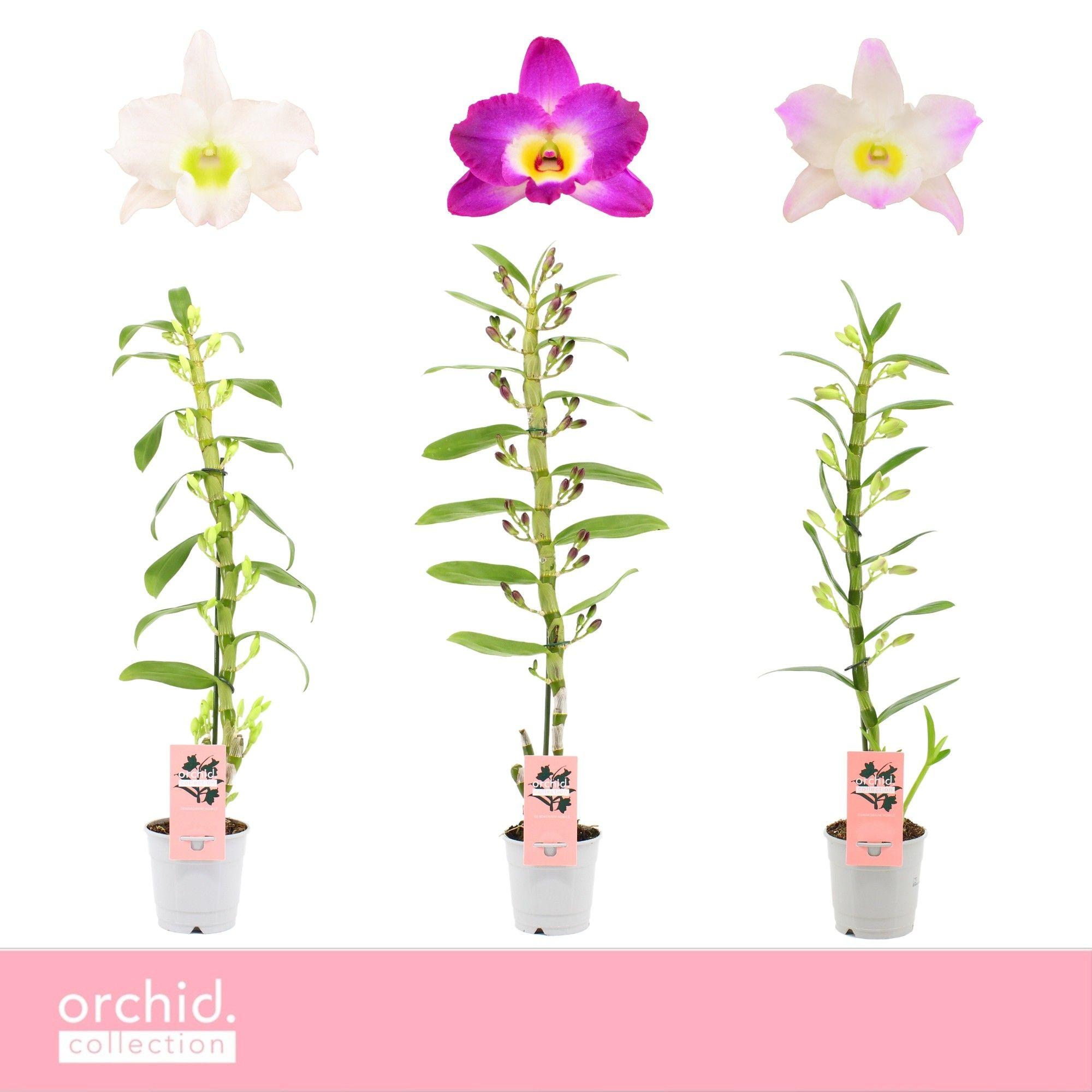 Горшечные цветы и растения оптом Dendr Nob 1st Mix Orchid Collection от 10шт из Голландии с доставкой по России