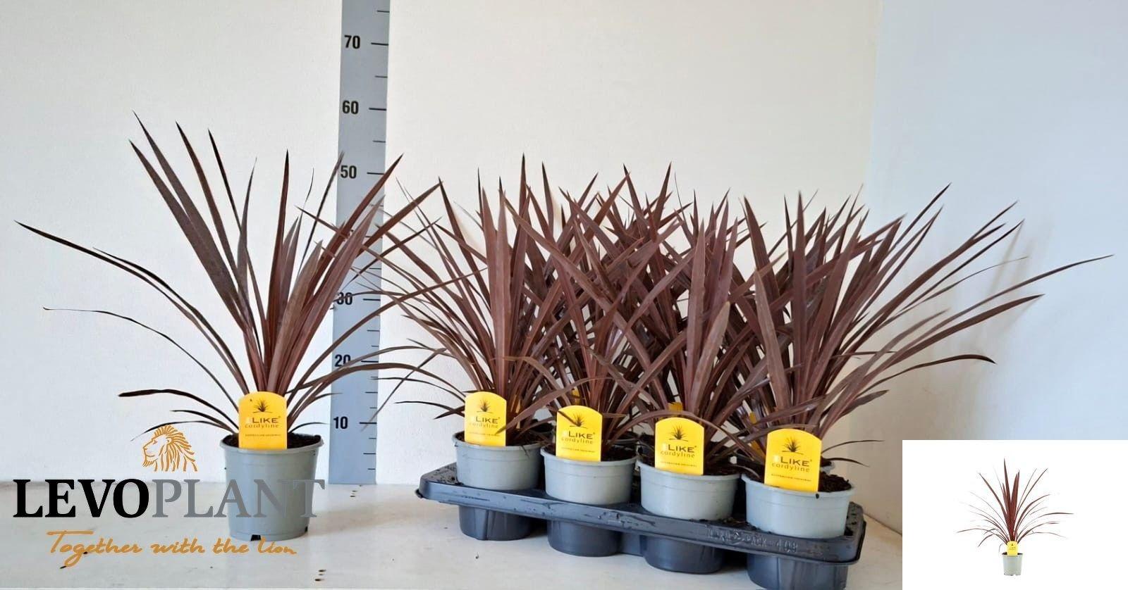 Горшечные цветы и растения оптом Cord Aus Red Star от 8шт из Голландии с доставкой по России