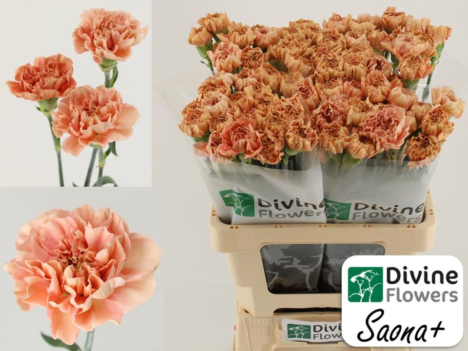 Срезанные цветы оптом Dianthus st saona+ от 80шт из Голландии с доставкой по России