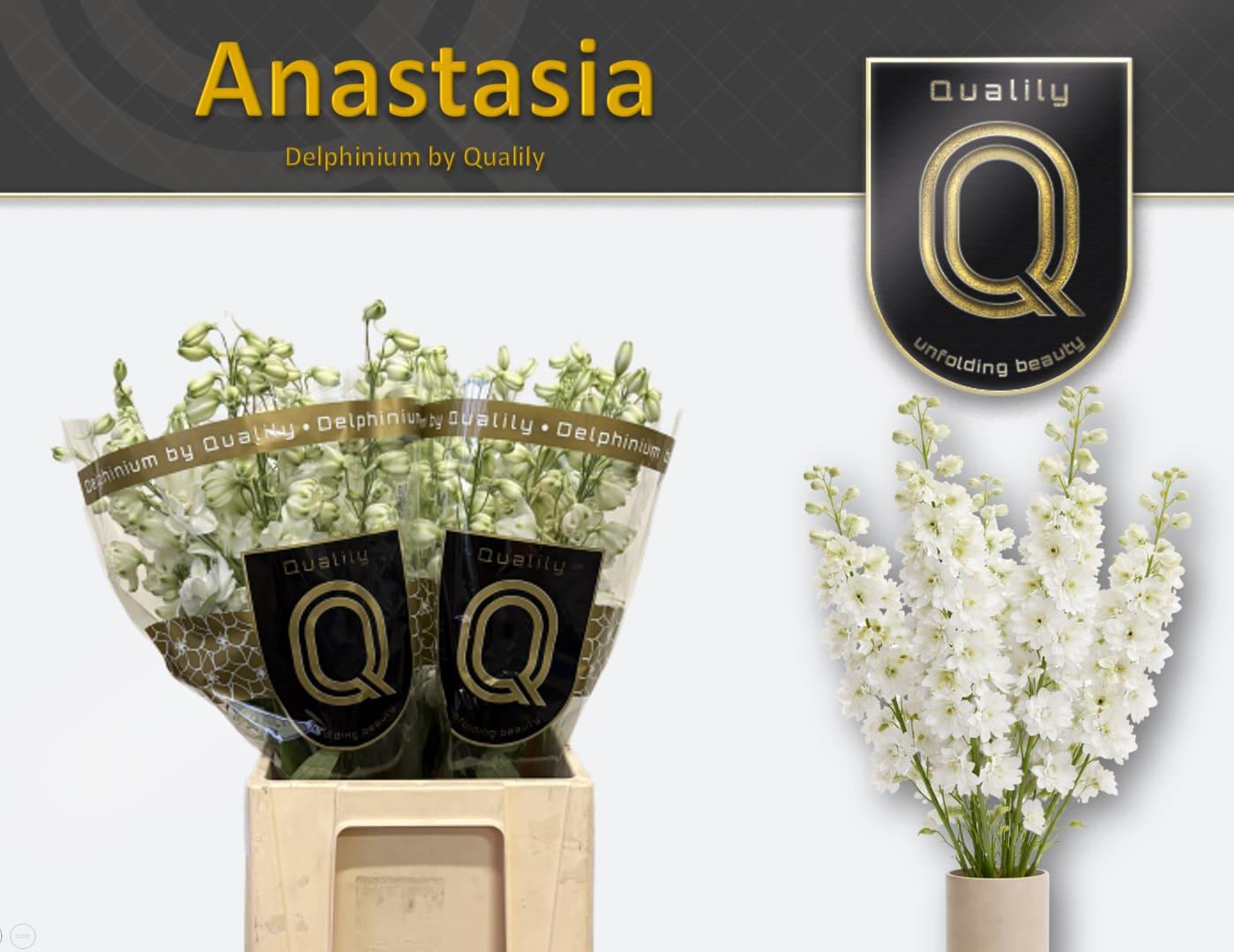 Срезанные цветы оптом Delphinium do el dewi anastasia от 40шт из Голландии с доставкой по России