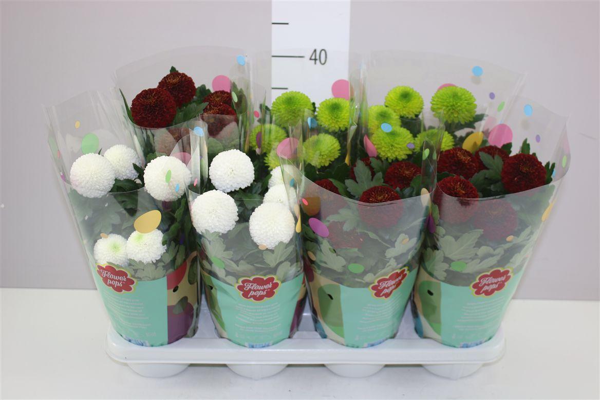 Горшечные цветы и растения оптом Chrysanth Flowerpops Gemengd от 7шт из Голландии с доставкой по России