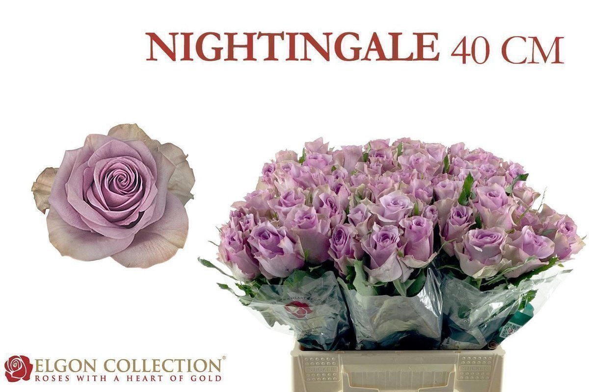 Срезанные цветы оптом Rosa large nightingale от 60шт из Голландии с доставкой по России