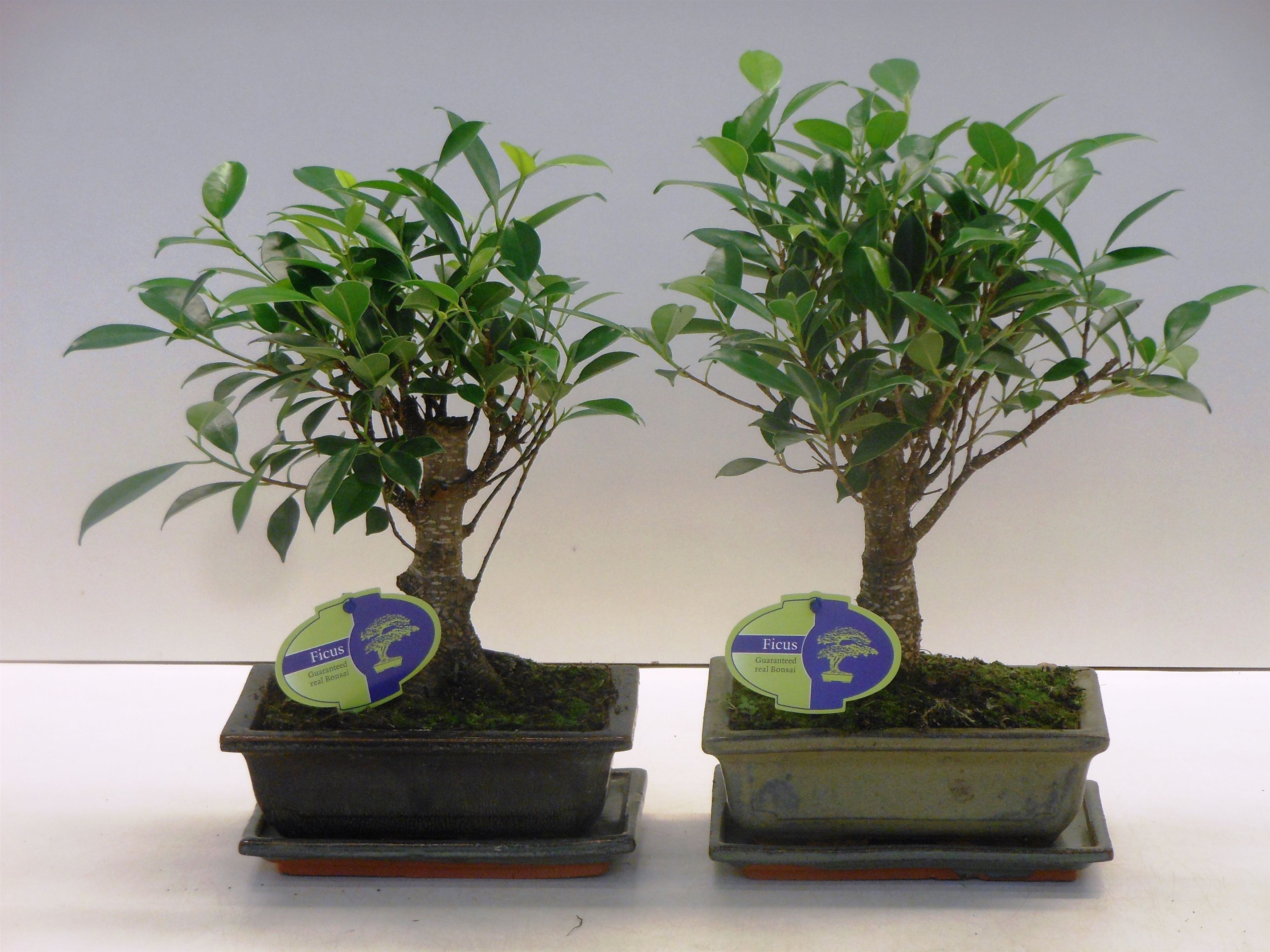 Горшечные цветы и растения оптом Bonsai Ficus Retusa, 20cm., Broom, With Drip Tray от 7шт из Голландии с доставкой по России