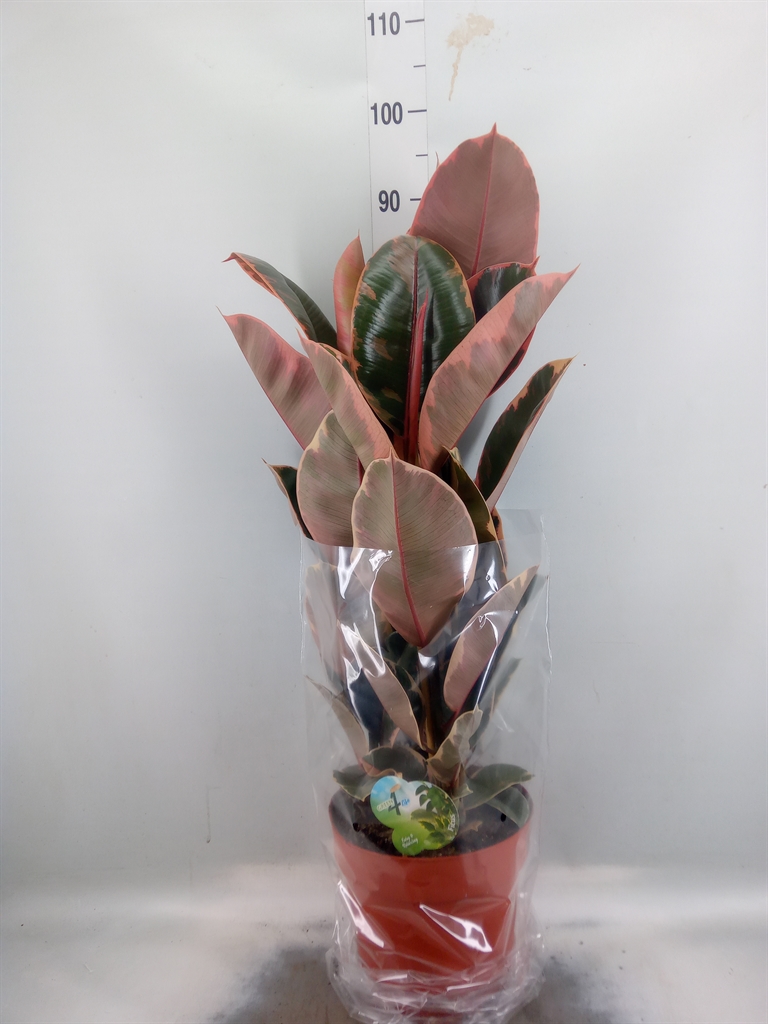 Горшечные цветы и растения оптом Ficus El Belize 3pp от 1шт из Голландии с доставкой по России