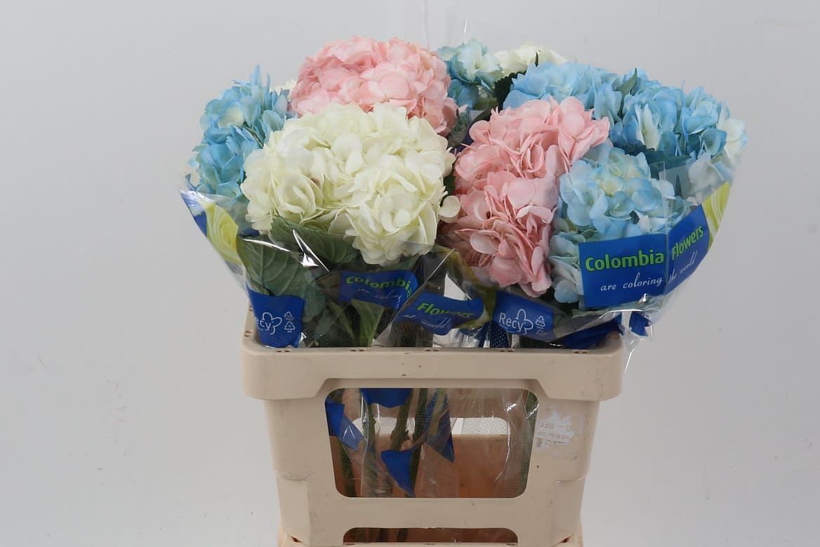 Срезанные цветы оптом Hydrangea mix in box от 10шт из Голландии с доставкой по России