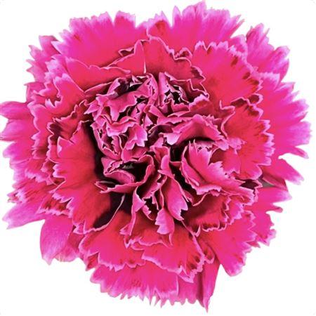 Срезанные цветы оптом Dianthus st nobbio circus от 80шт из Голландии с доставкой по России