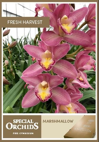 Срезанные цветы оптом Cymbidium pink marshmallow от 8шт. из Голландии с доставкой по России