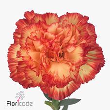 Срезанные цветы оптом Dianthus st zenit от 200шт из Голландии с доставкой по России