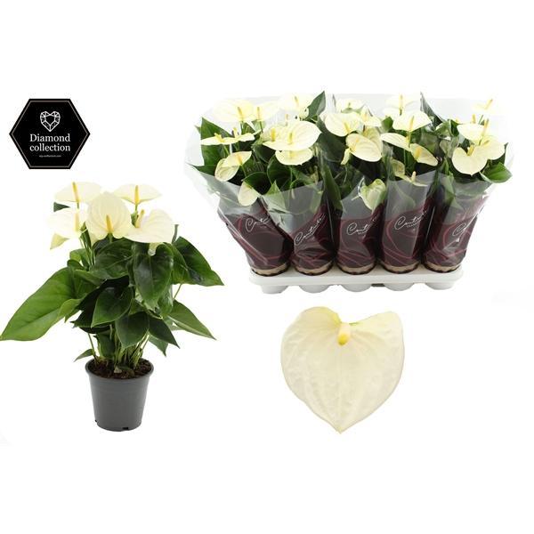 Горшечные цветы и растения оптом Anth An Cocos 5+in Diamond Line Purple от 10шт из Голландии с доставкой по России