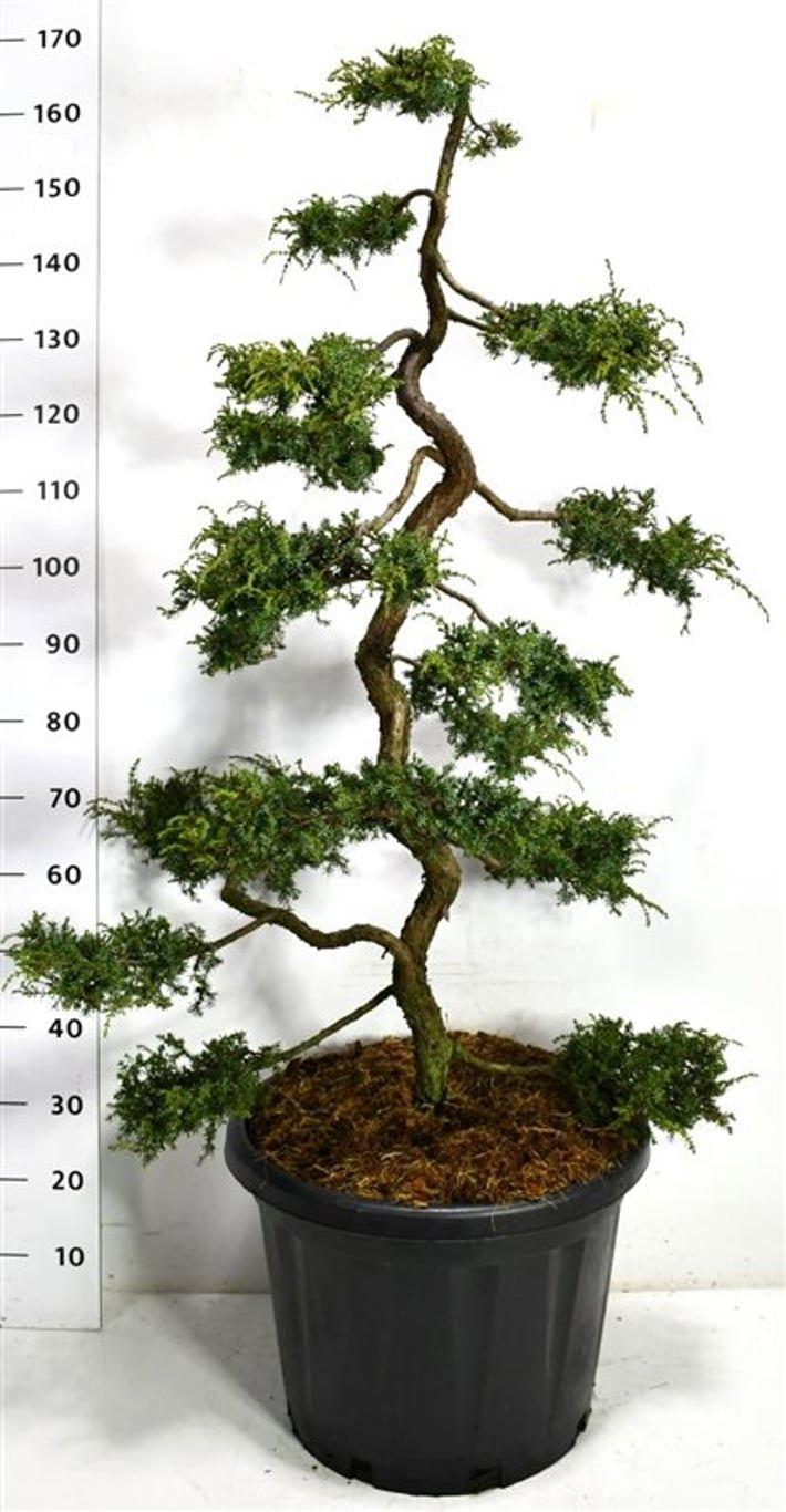 Горшечные цветы и растения оптом Juniperus Comm Hornibrookii от 1шт из Голландии с доставкой по России
