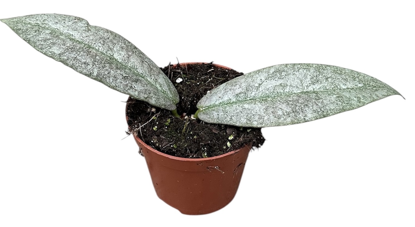 Горшечные цветы и растения оптом Hoya Mitrata Silver от 1шт (для телеги) из Голландии с доставкой по России