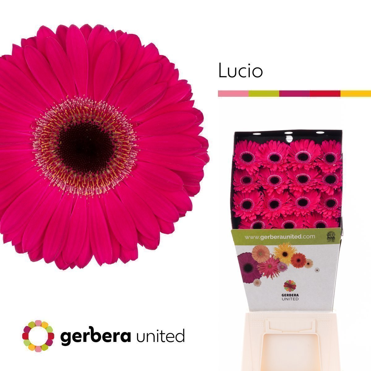 Срезанные цветы оптом Gerbera diamond lucio от 30шт из Голландии с доставкой по России