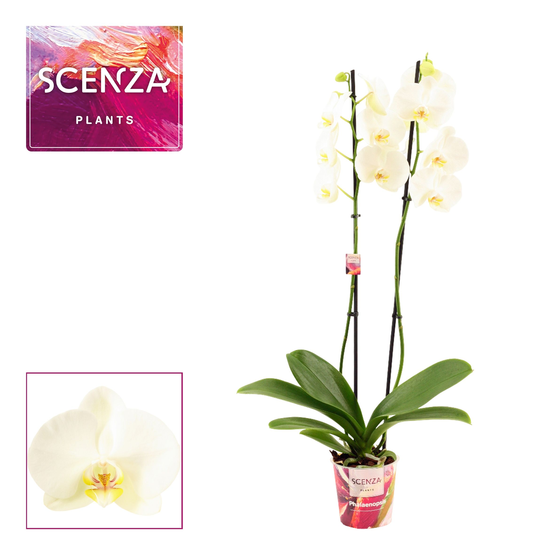 Горшечные цветы и растения оптом Phal Ov Wit от 10шт из Голландии с доставкой по России