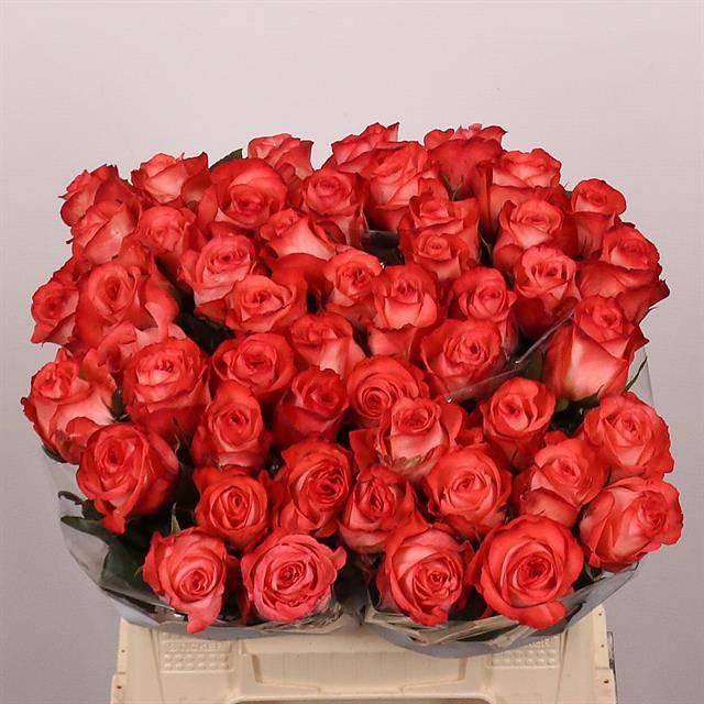 Срезанные цветы оптом Rosa large icon от 50шт из Голландии с доставкой по России