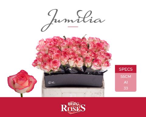 Срезанные цветы оптом Rosa large jumilia от 60шт из Голландии с доставкой по России