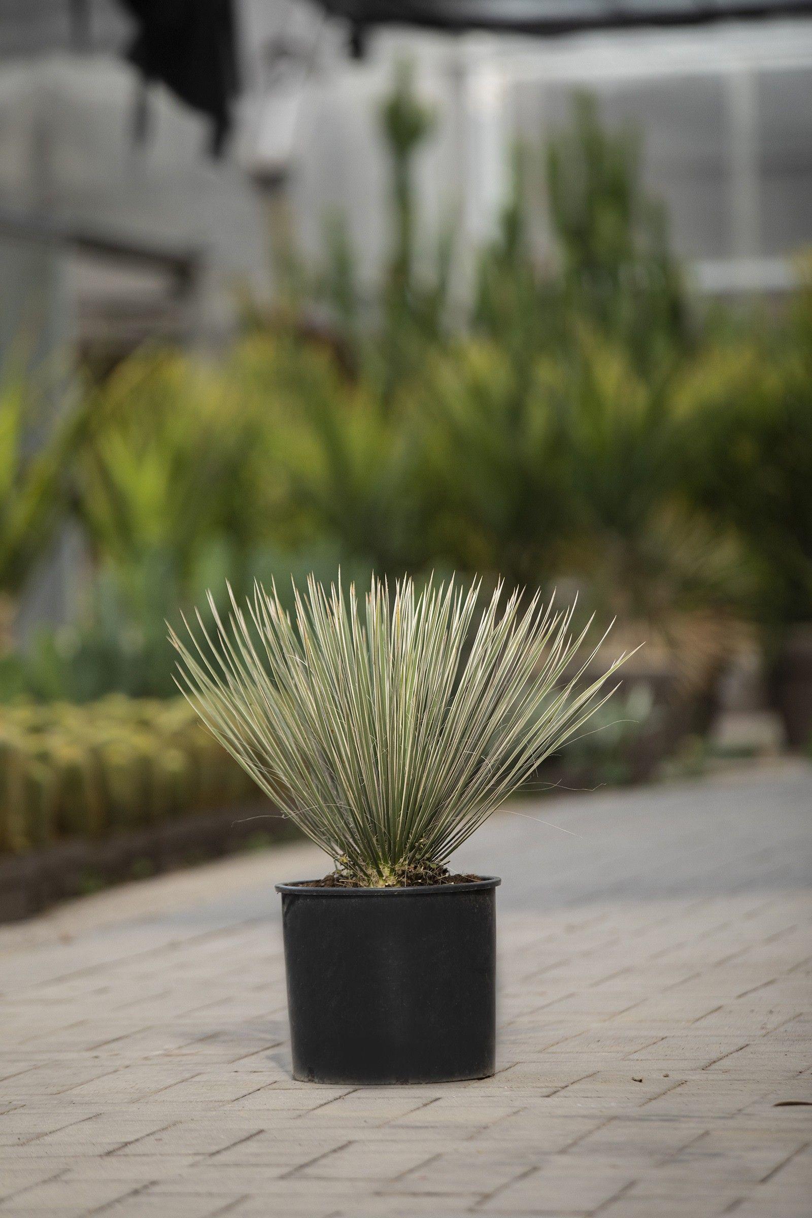 Горшечные цветы и растения оптом Yucca Rostrata от 1шт из Голландии с доставкой по России