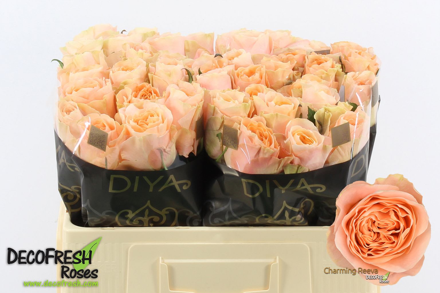 Срезанные цветы оптом Rosa large charming reeva от 50шт из Голландии с доставкой по России