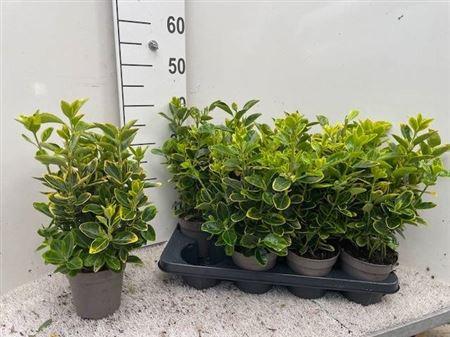 Горшечные цветы и растения оптом Euonymus Japonicus от 8шт из Голландии с доставкой по России