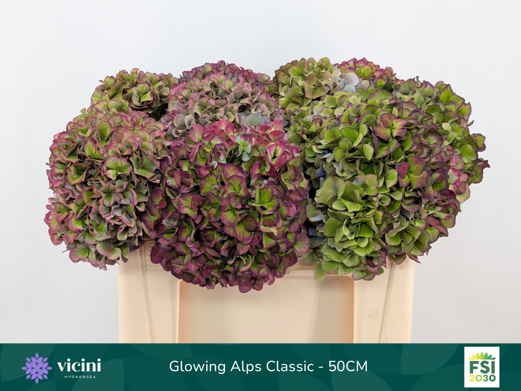 Срезанные цветы оптом Hydrangea glowing alps purple classic от 10шт из Голландии с доставкой по России
