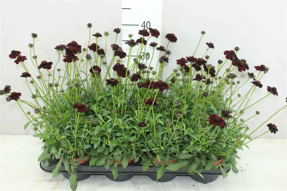 Горшечные цветы и растения оптом Cosmos Atrosanguineus Choclat от 8шт из Голландии с доставкой по России