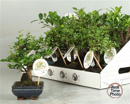 Горшечные цветы и растения оптом Bonsai Gem от 12шт из Голландии с доставкой по России
