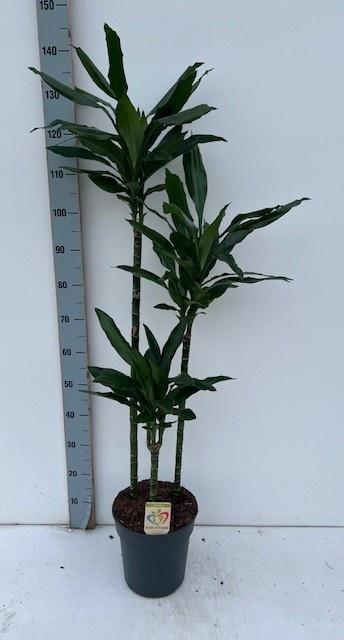 Горшечные цветы и растения оптом Dra De J Lind от 1шт из Голландии с доставкой по России