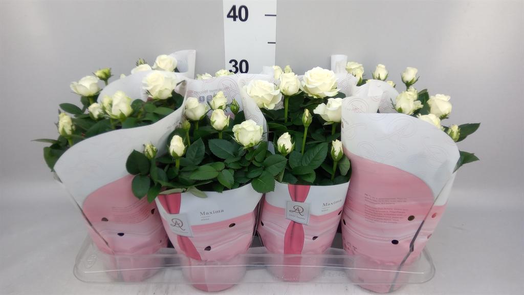 Горшечные цветы и растения оптом Rosa amorosa Infinity White от 8шт из Голландии с доставкой по России