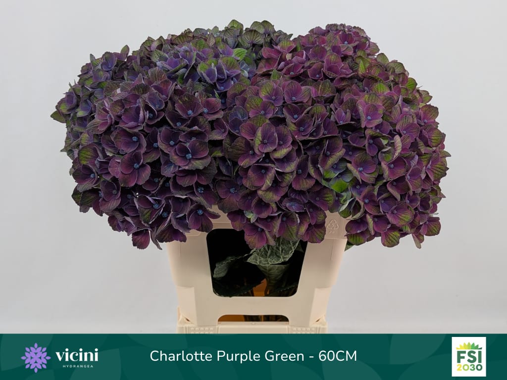 Срезанные цветы оптом Hydrangea mag charlotte blue от 10шт. из Голландии с доставкой по России