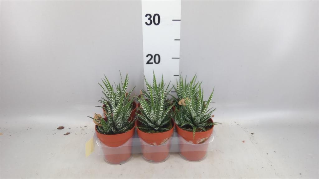 Горшечные цветы и растения оптом Haworthia Fasciata big Band от 6шт (для телеги) из Голландии с доставкой по России