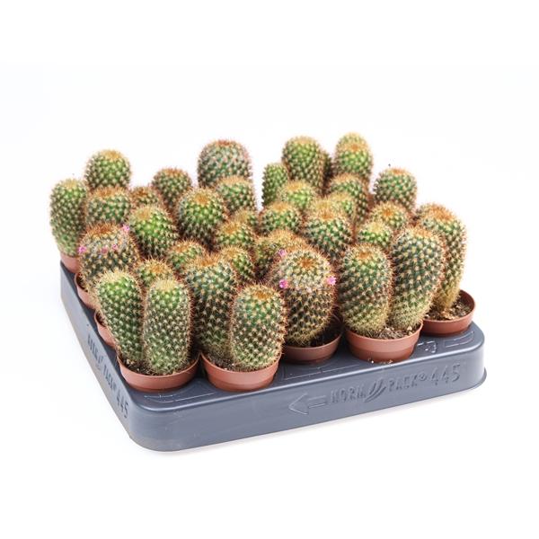 Горшечные цветы и растения оптом Cactus Mammillaria Colombiana от 20шт (для телеги) из Голландии с доставкой по России Горшечные цветы и растения оптом Cactus Mammillaria Colombiana от 20шт (для телеги) из Голландии с доставкой по России