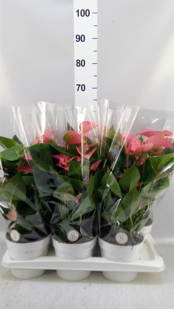 Горшечные цветы и растения оптом Anthurium Andr. pink Champion от 6шт из Голландии с доставкой по России