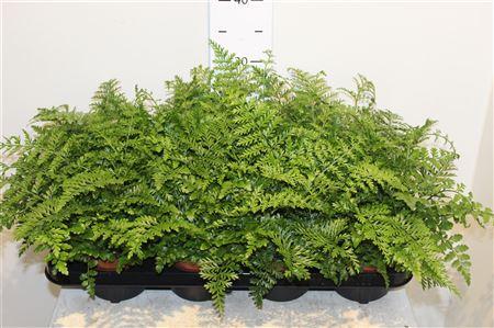 Горшечные цветы и растения оптом Asplenium Parvati от 8шт из Голландии с доставкой по России