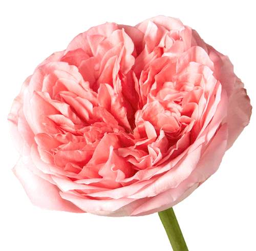 Розы оптом PINK X-PRESSION из Эквадора с доставкой по России