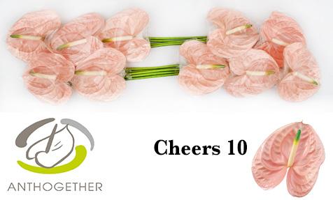 Срезанные цветы оптом Anthurium cheers от 10шт из Голландии с доставкой по России