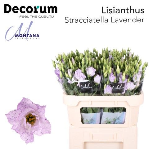 Срезанные цветы оптом Lisianthus do stracciatella lavender от 40шт. из Голландии с доставкой по России