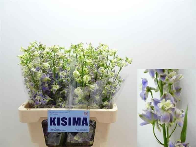 Срезанные цветы оптом Delphinium en trick от 40шт из Голландии с доставкой по России